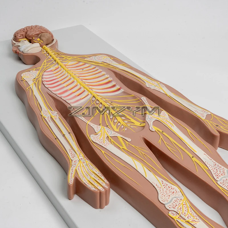 Human Nervous System Anatomical Model, Spinal Nerves & Nervous System Anatomy Model, Spine/Nervous Anatomical Teaching Display