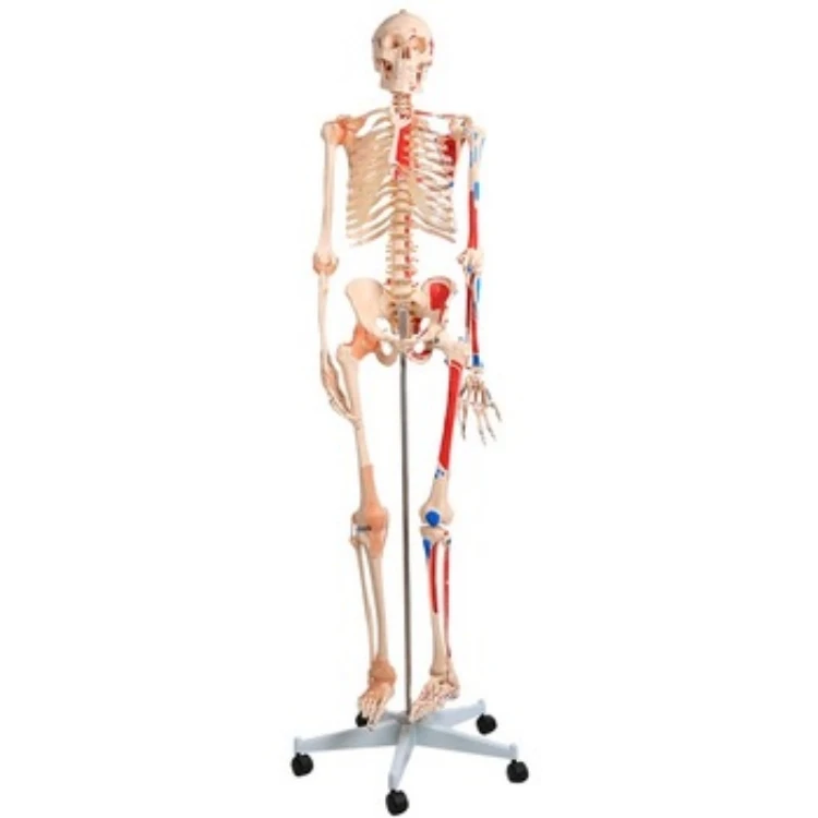 Student Training Model with colored muscle and ligament 180cm human skeleton