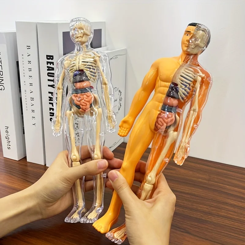 

1Pc Human Anatomy Model Set - Removable Skeleton and Full Torso -Skeleton Model Kit with Removable Organs