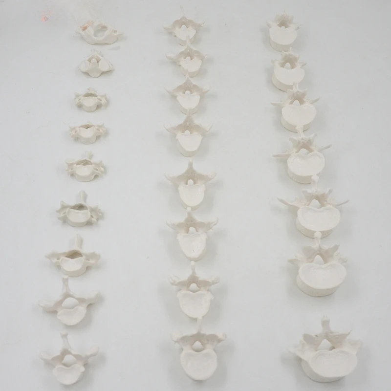 

24 parts Human cervical spine skeleton model lumbar spine thoracic spine, atlas and axis spine skeleton model 1:1