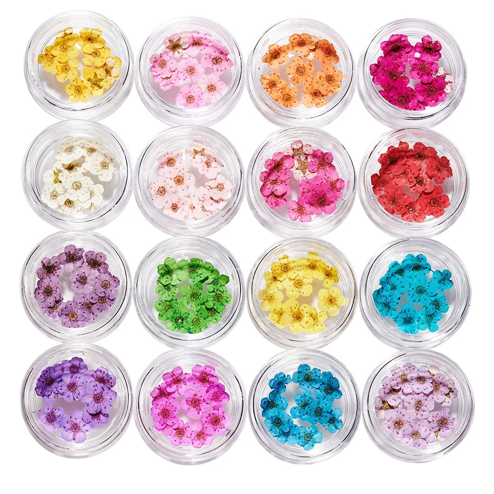 16Pots=160pcs 3D Nail Dried Flowers Set Natural Dry Flowers for Nail Art & Craft DIY 5 Petal Flower Charms Nail Art Decoration