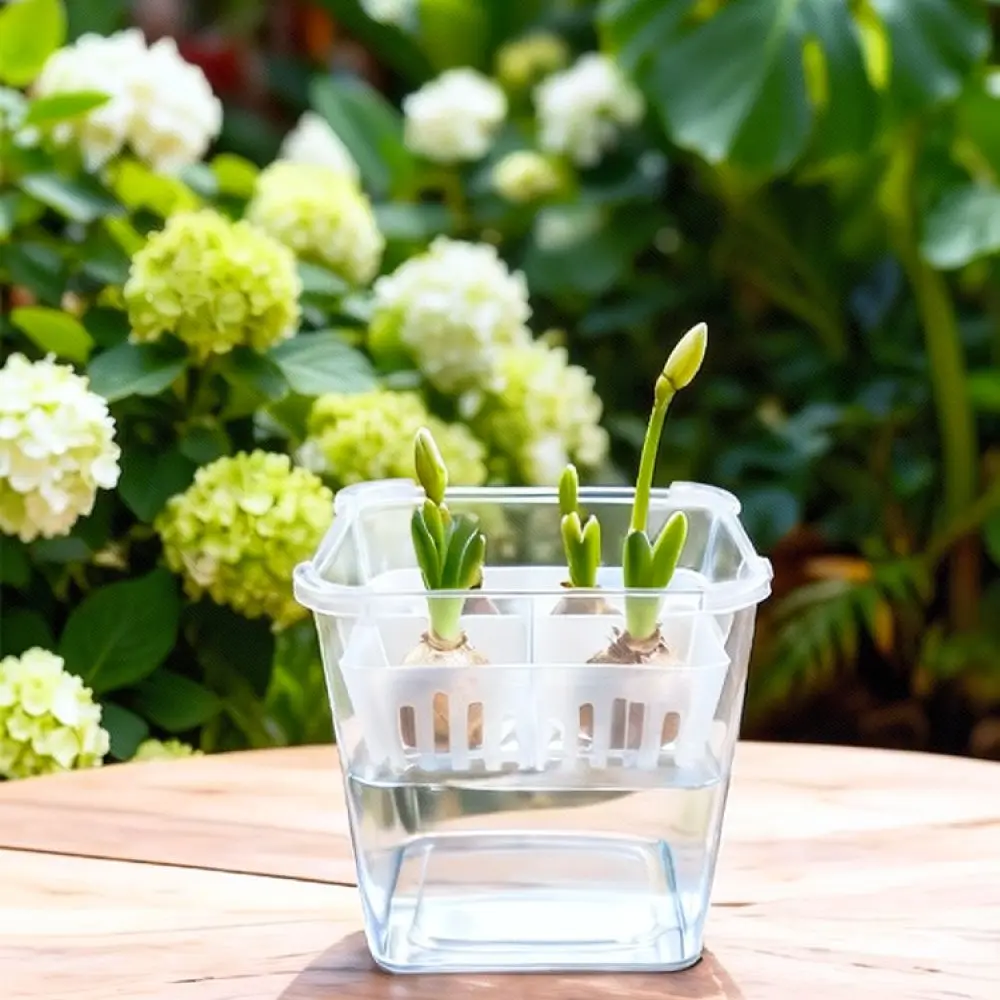 Clear Hydroponic Vase For Tulip Lily Bulbs Planting Basket Container Modern Indoor Planter Stable Growing Plant Pot
