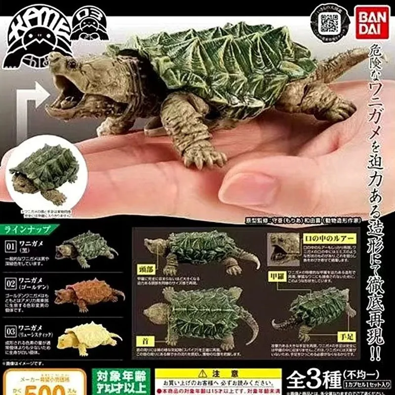 الموسوعة البيولوجية الأصلية من بانداي ألعاب غاشابون سلسلة السلاحف القلق 03 نموذج متحرك سلحفاة مقلد هدايا تزيين