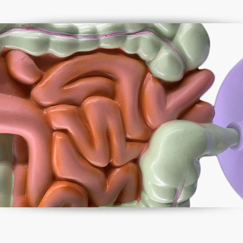 Model ludzkiego układu trawiennego anatomia żołądka jelito grube jelita ślepe odbytnicy dwunastnicy Model struktury ludzkich narządów wewnętrznych