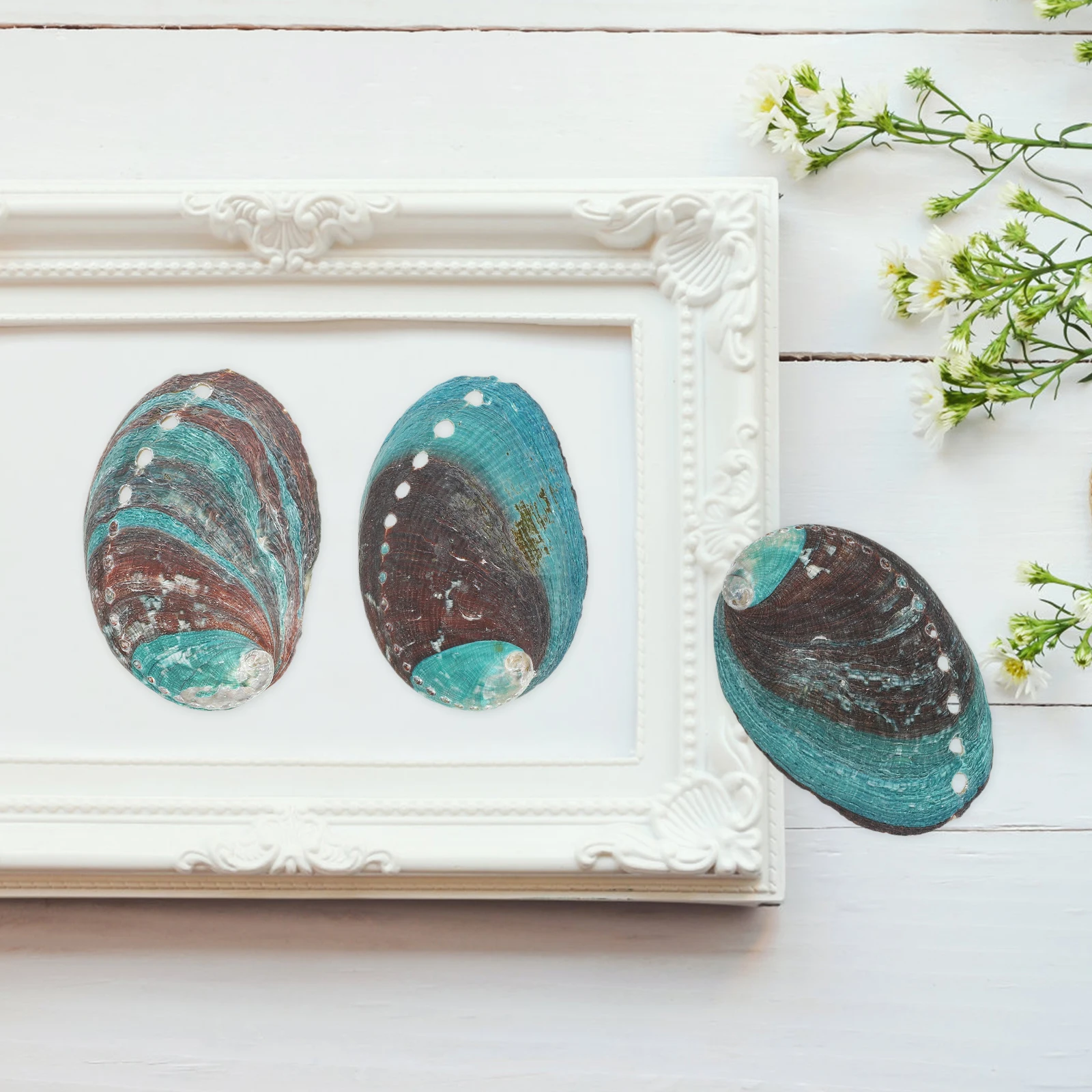 

3 Pcs 10cm Abalone Shells Decorative naments Smudge Bowl Natural Shell Kitchen Natural Shell Decor Accessories