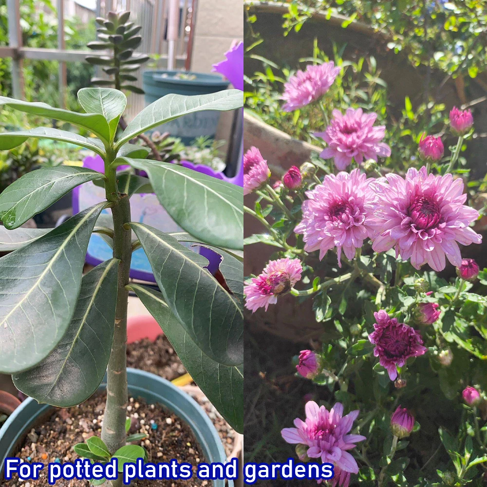 Estratto di alghe da 50 g Nuovo fertilizzante organico per il bonsai da giardino Aiuta le piante crescono ricco in materia organica