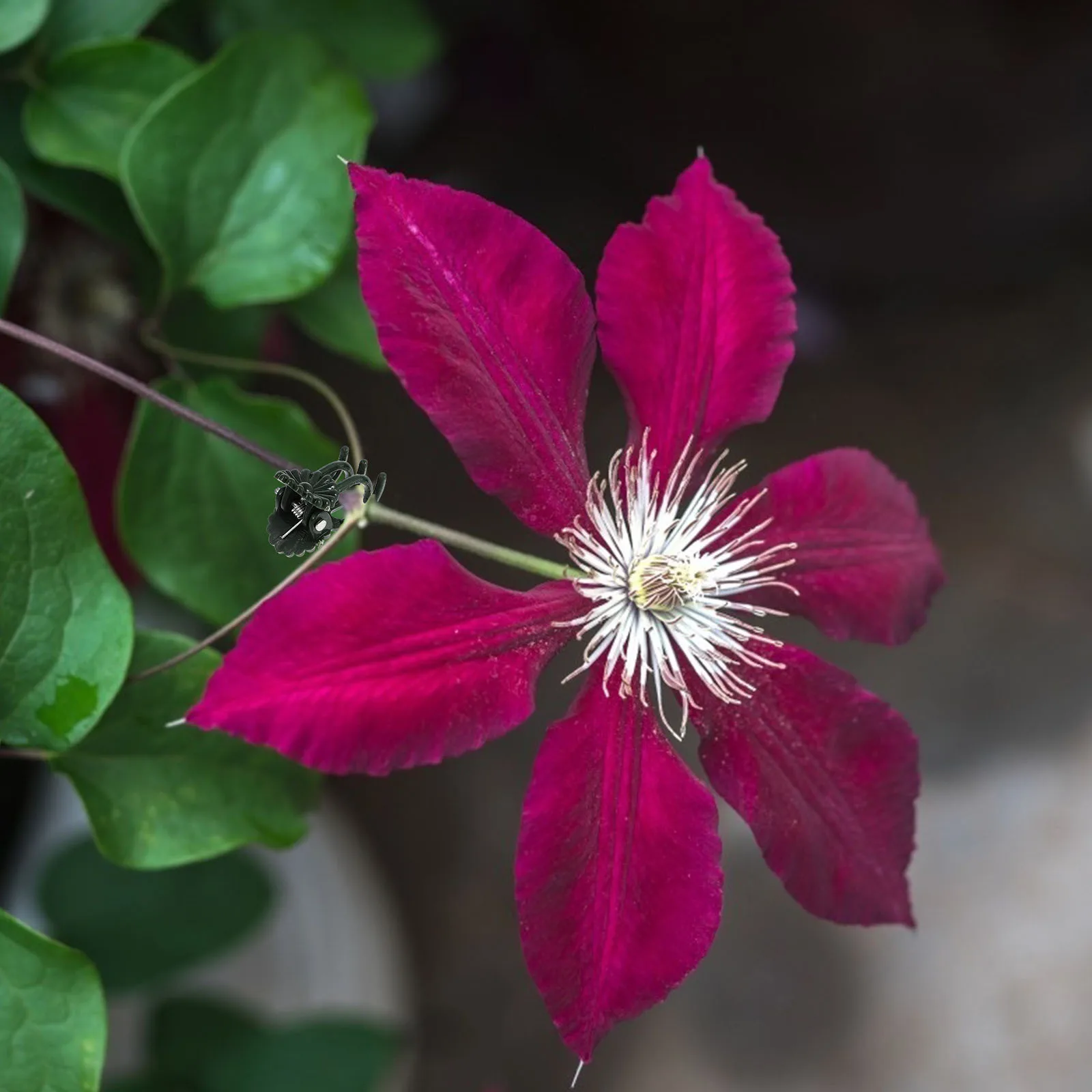 

10Pcs Orchid Plant Clips Durable Plastic Stem Clamps for Garden Vines Tomatoes Climbing Plants Flower Support Tools