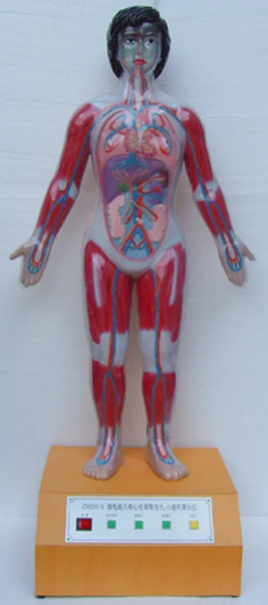 Microcomputer Human Cardiac Cycle and Large and Small Circulation Demonstrator -1 Advanced Anatomy Medical Training Simulator