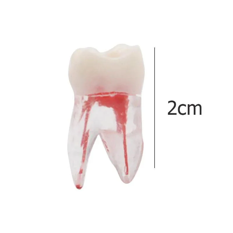 Chirurgia Model zębów kanałowych zębów żywica endodontyczna praktyka modelowa operacja szkoleniowa nauka