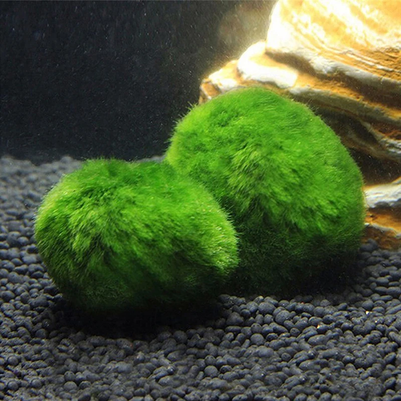 Marimo Moss Balls Live Aquarium Plant Algae Fish Shrimp Tank Ornament Simulation Green Algae Balls Artificial Plant