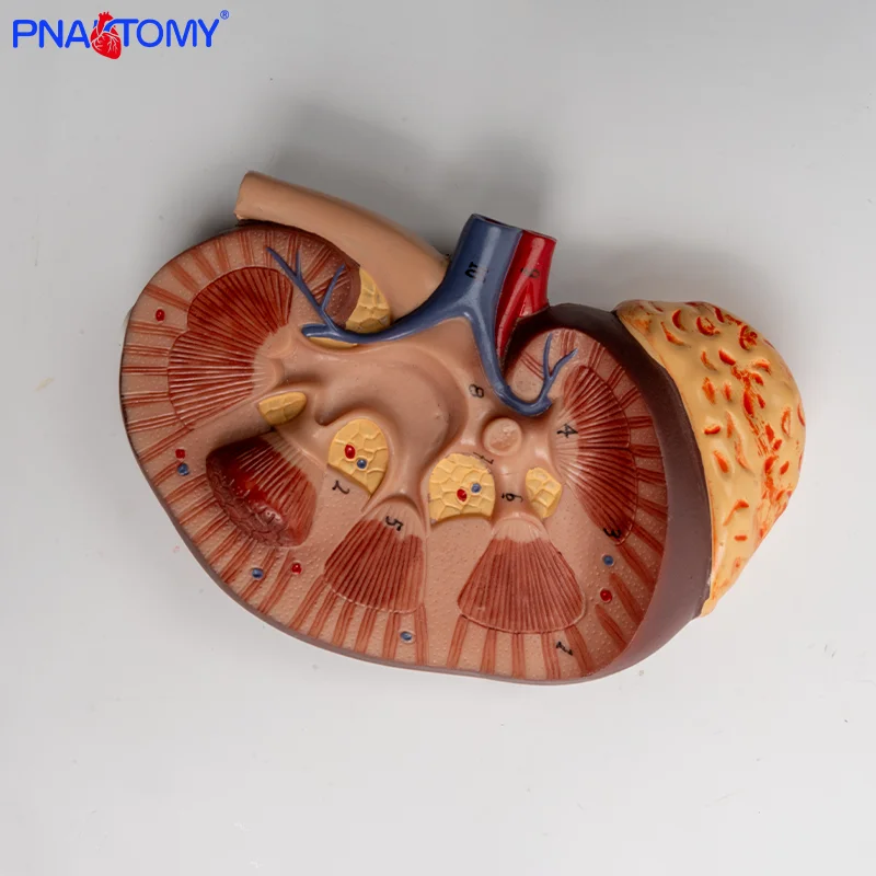 

Anatomical Model of Human Three-dimensional Kidney Kidney and Nephron Glomerular Urinary System