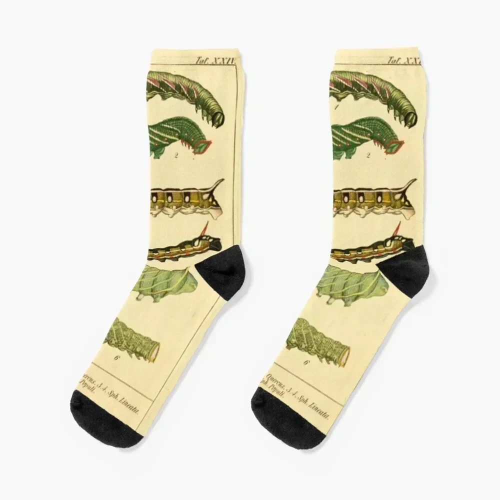 

Naturalist Catepillars Socks colored Wholesale football sport Socks For Man Women's