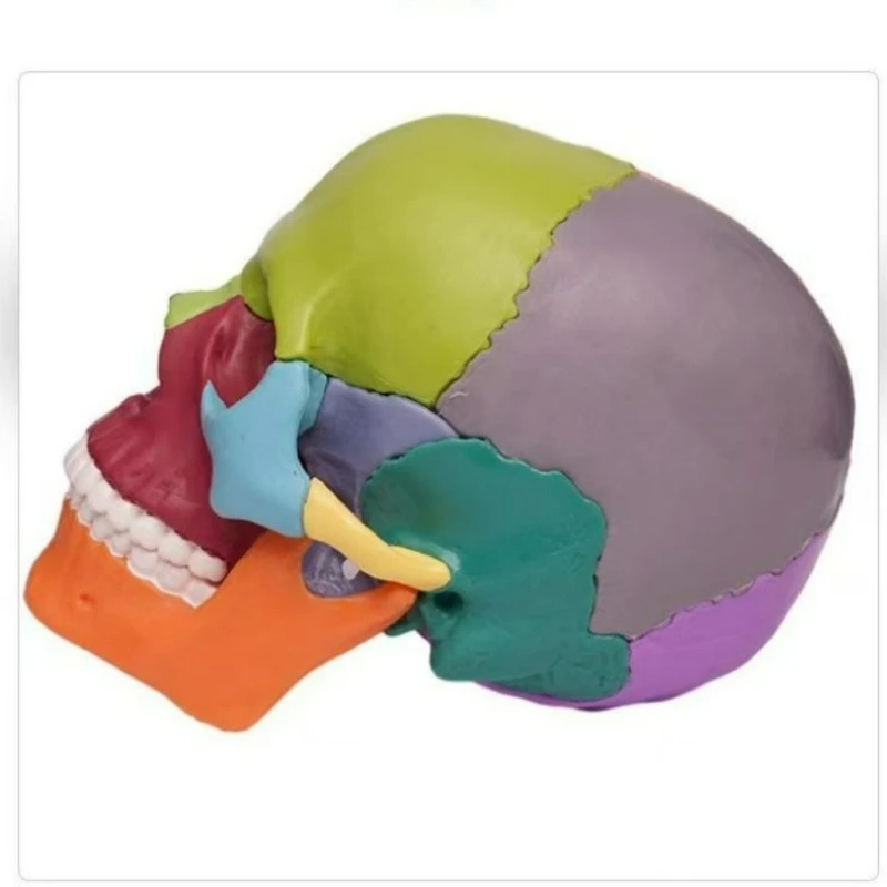 15pcs  Puzzle Anatomy Skull Model Color Teaching Brain Model Teaching and Teaching Manual
