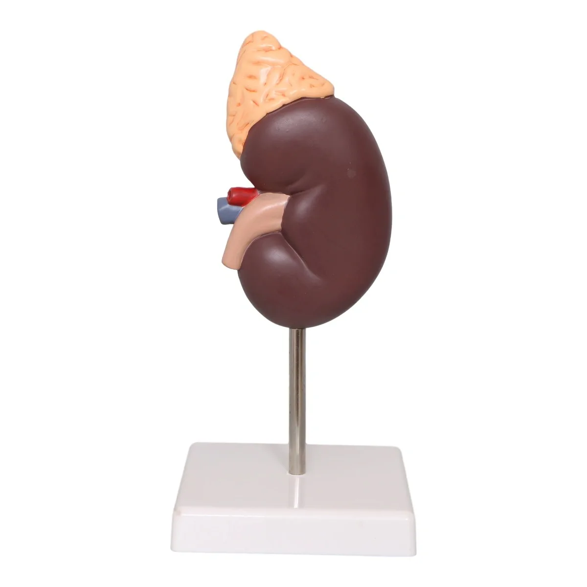 Life-Size Kidney Model, 2 Parts Internal Structure A Normal Kidney Human Anatomy Replica for Doctors Office Educational Tool