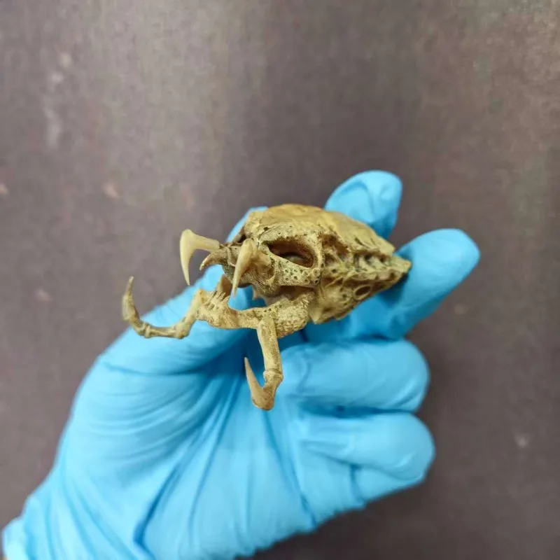 Crâne de sang en fer, échelle 1/6, accessoires de décoration de crâne de colonne cervicale, scène de soldat pour la maison, NECA, 1/12