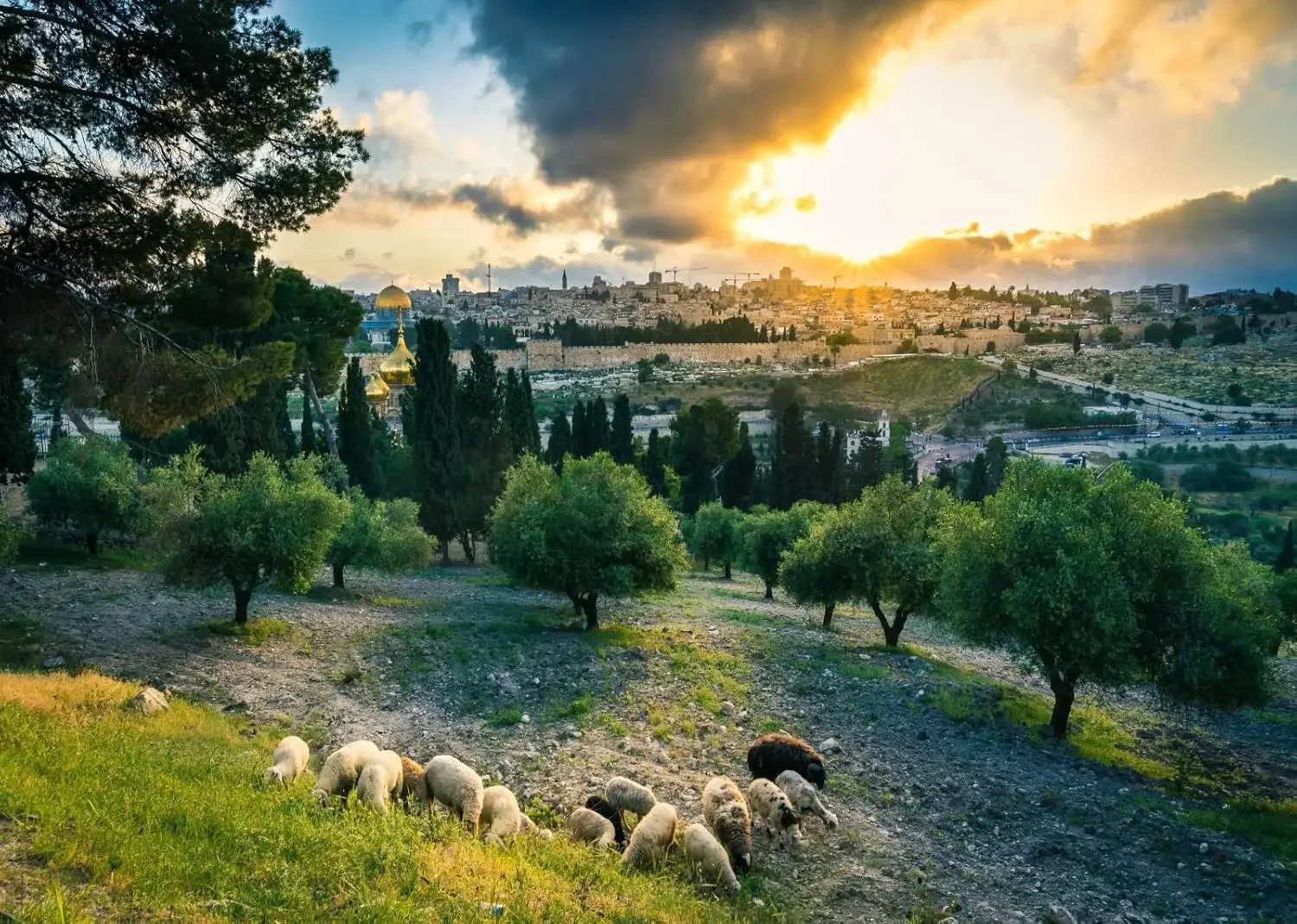 Vista al atardecer de la Ciudad Vieja de Jerusalén, fondo con ovejas pastando en el Monte de Olivos, Israel, fondo para fotografía de fiestas, telón de fondo para fotografía