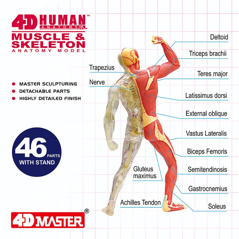 4D ludzka anatomia standardowa mięsień i Model szkieletu PVC zdejmowana układanka składająca zabawkę edukacyjną dla dzieci