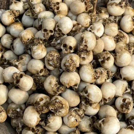 قطعة واحدة من نموذج جمجمة الهيكل العظمي البشري من الراتنج بمقياس 1/18 ، تناسب هالوين 3.75in ألعاب إكسسوار لشخصية الحركة #4