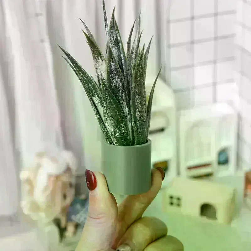 نبات الصبار المصغر لتزيين بيت - مراجعة Aloe Vera Pot وسعره