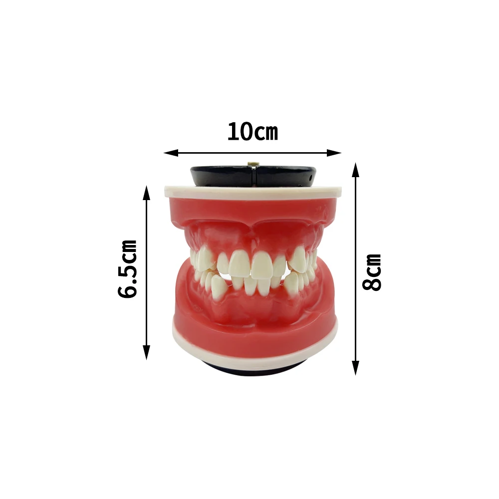 1Pcs Dental Orthodontic Practice Model Red Wax Gum Malocclusion Tooth Teaching Typodont For Dentist Teaching Study Communication