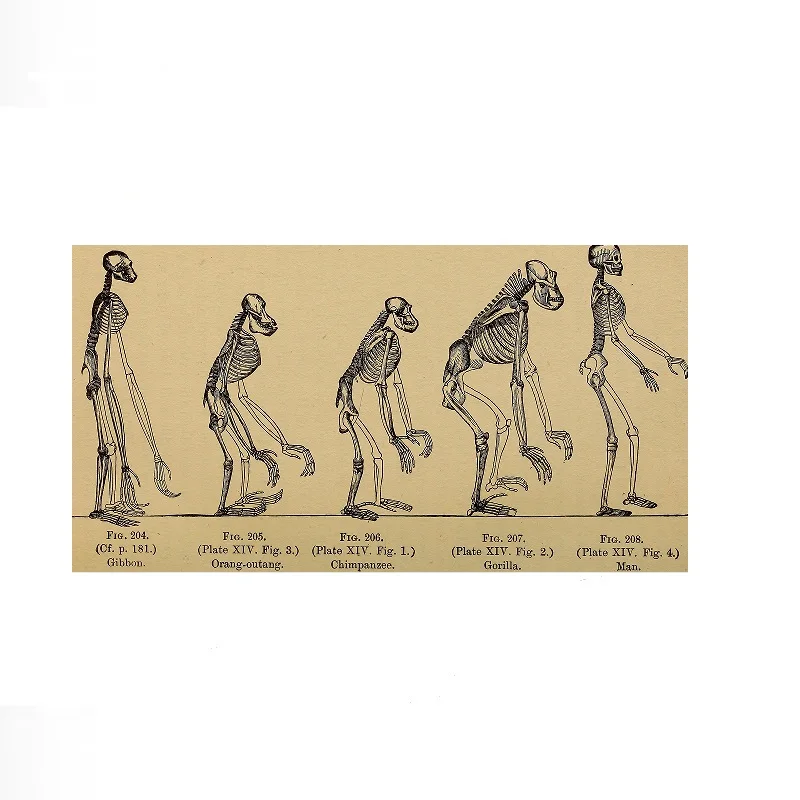 Evolution of Man Humans Great Ape Skeletons Diagram, Art Print Canvas Poster, Living Room Decor, Home Wall Picture