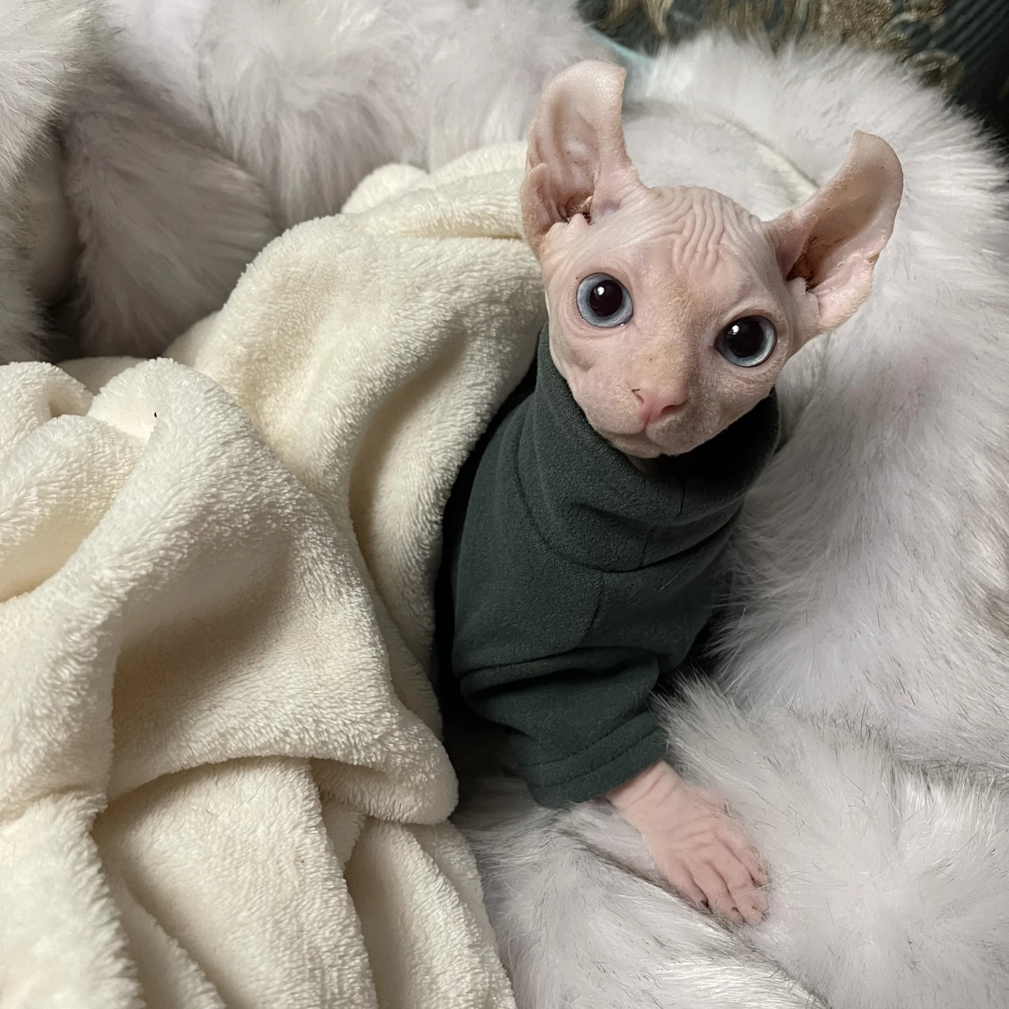 Sphynx Katzenkleidung für Babys, weiche Baumwolle, Herbst-Winter-Kätzchen, kleine Hundekleidung für Cornish Devon, Katzenkostüm, haarlose Haustierkleidung – Detail 8