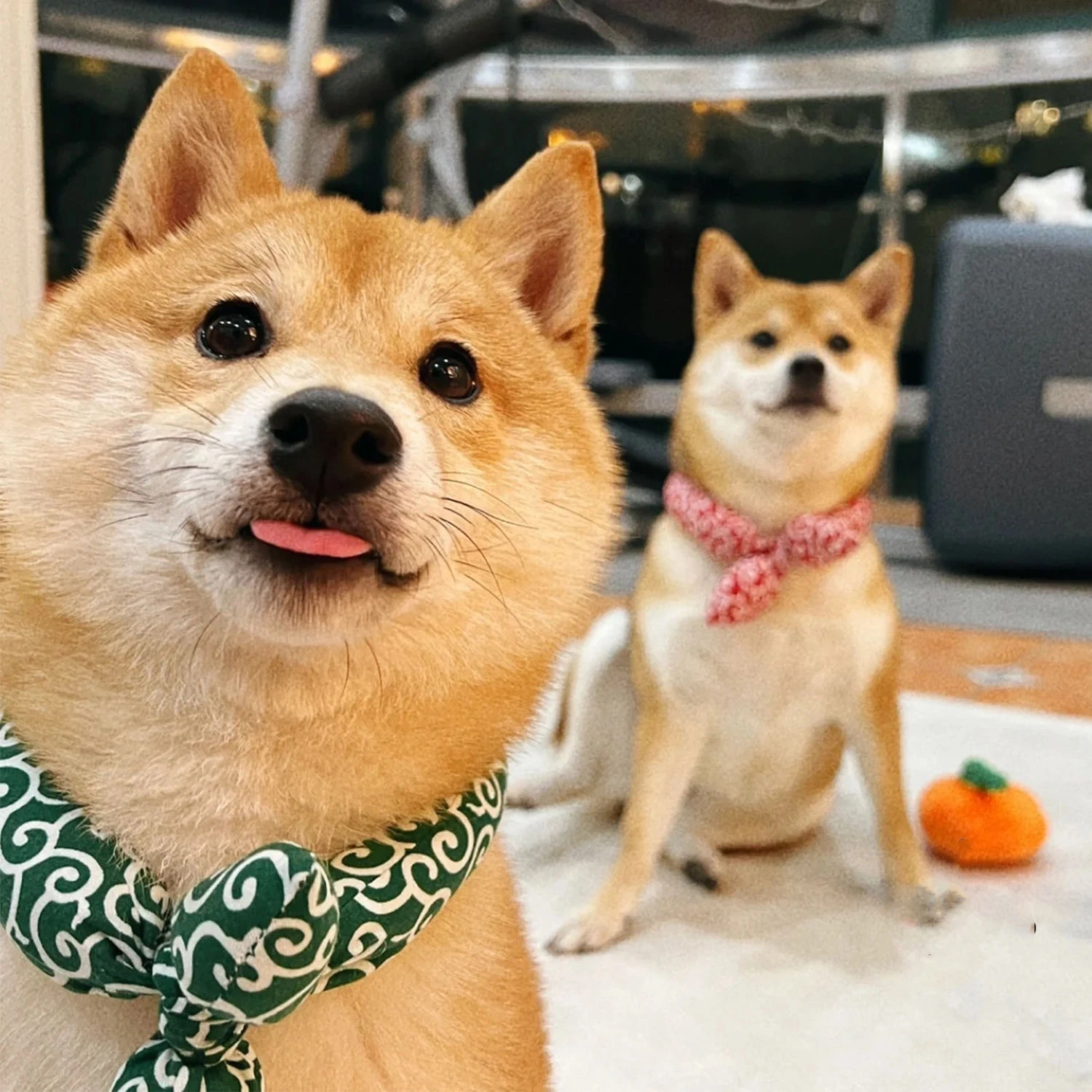 Thumbnail 4 - #4 Trending Dog Bandanas Right Now