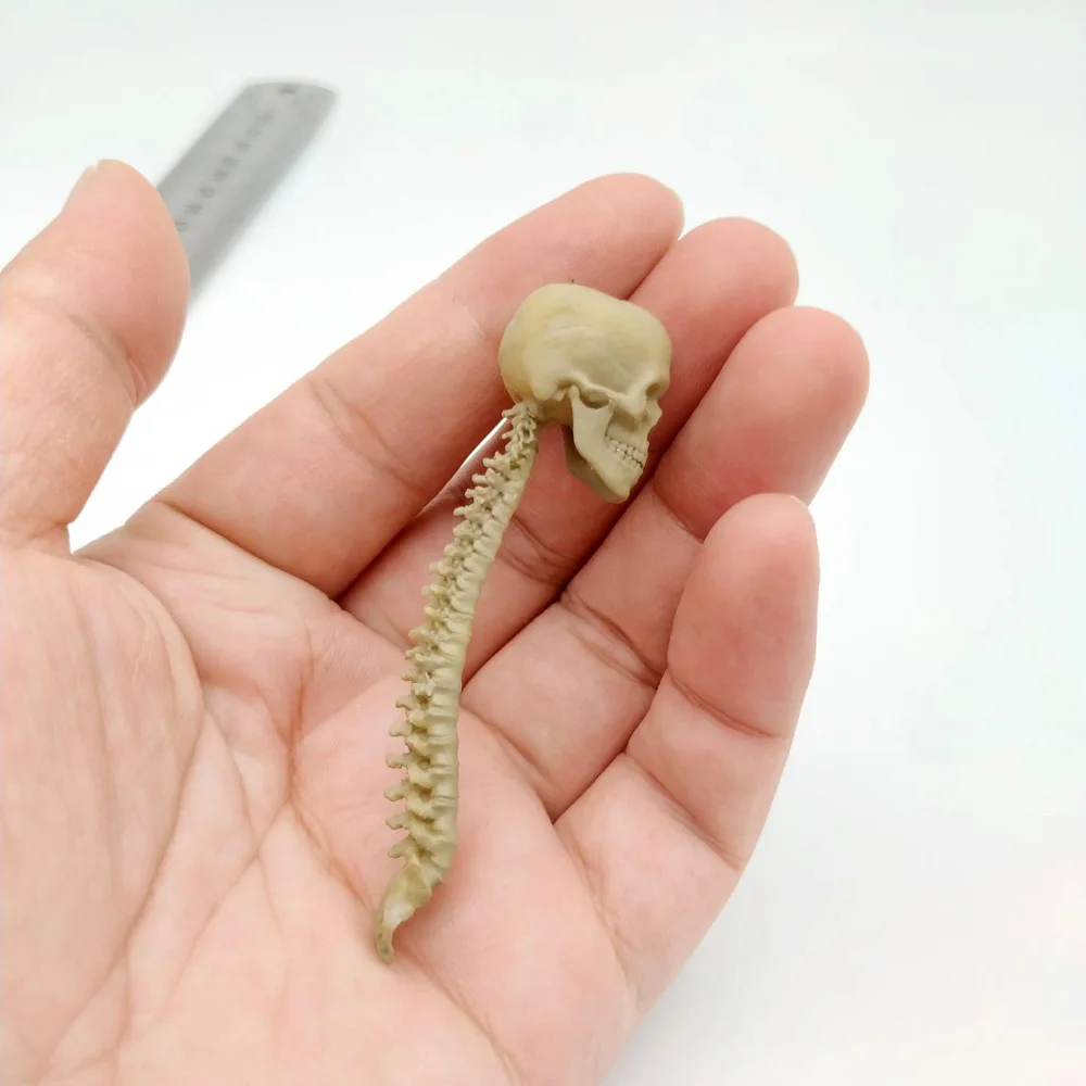 1/12 Scale PVC Human Skeleton Skull with Vertebra Model for 6in Action Figure Scene Accessory Toy