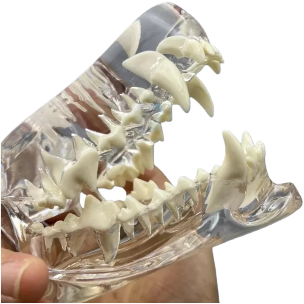 

Прозрачная модель зубов собаки для ветеринаринного обучения