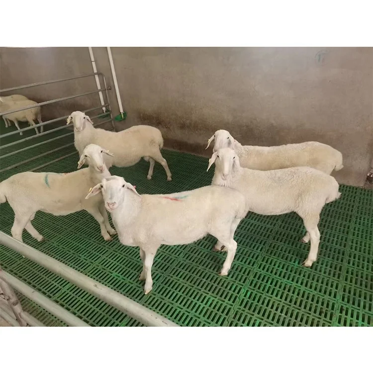 Plastic Flooring for Pigs Plastic Slat Floor for Goat Farm  Plastic Flooring Farrowing Crate Slats for Pig