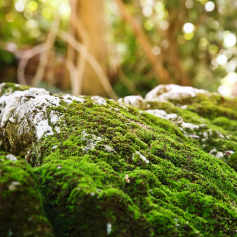 

4PCS Metal 1.9" Beadlock Wheel Rims 3 Style for 1:10 RC Crawler Car Axial SCX10 90046 TRX4 Redcat GEN8