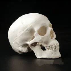 1Pc Mini Skull testa di anatomia anatomica umana modello medico conveniente per medici chiropratici agopuntore fisioterapista