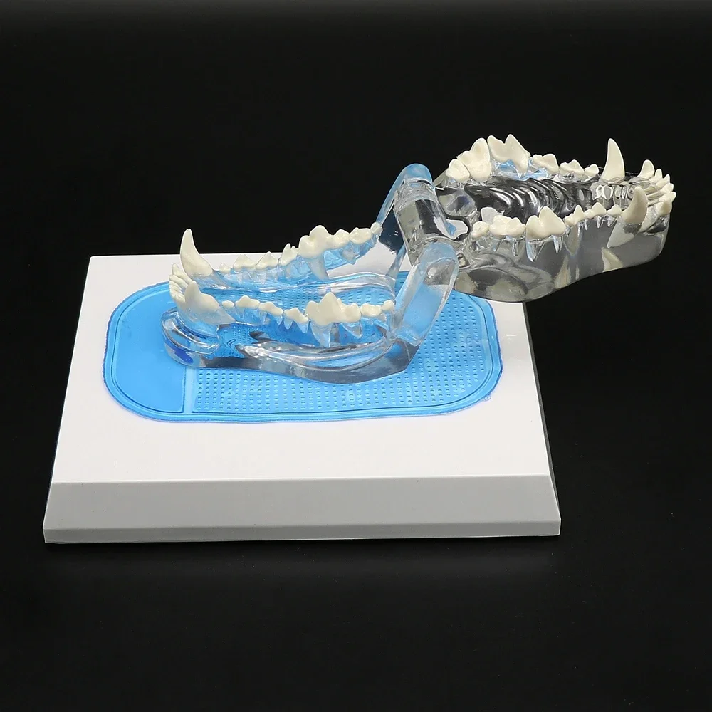 Transparent dog tooth model animal model of canine bone pet veterinary teaching free shopping