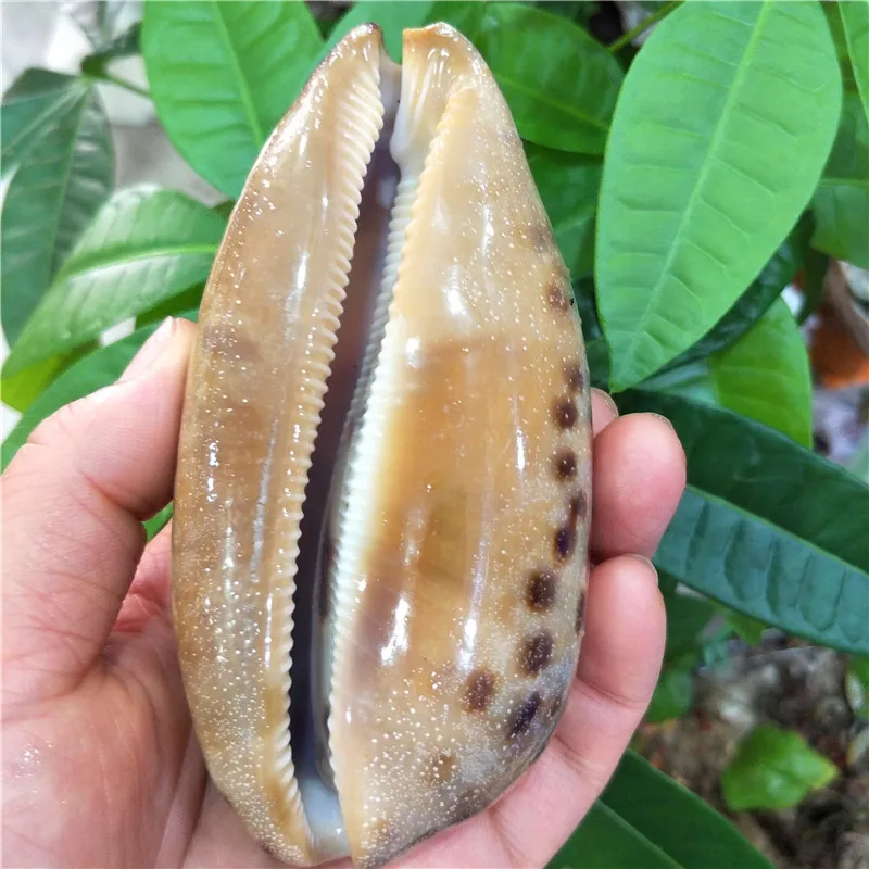 Natural conch and shell home aquarium wedding diy Fashion collectibles Cong cloud cowrie