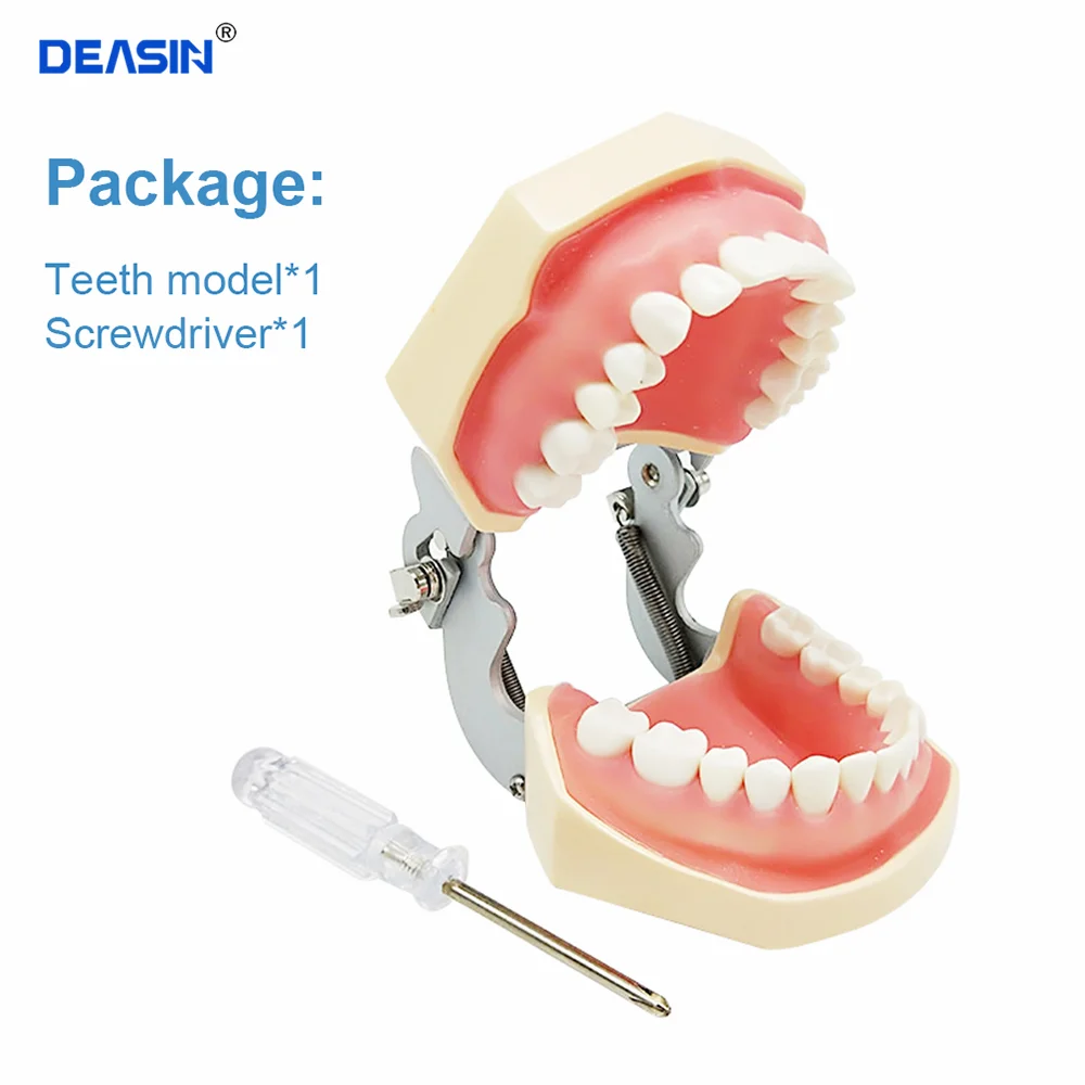 28/32 Teeth Model For Dental Technician Practice Training Jaw Typodont Standard Dental Model Teeth Teaching Model With Soft Gum