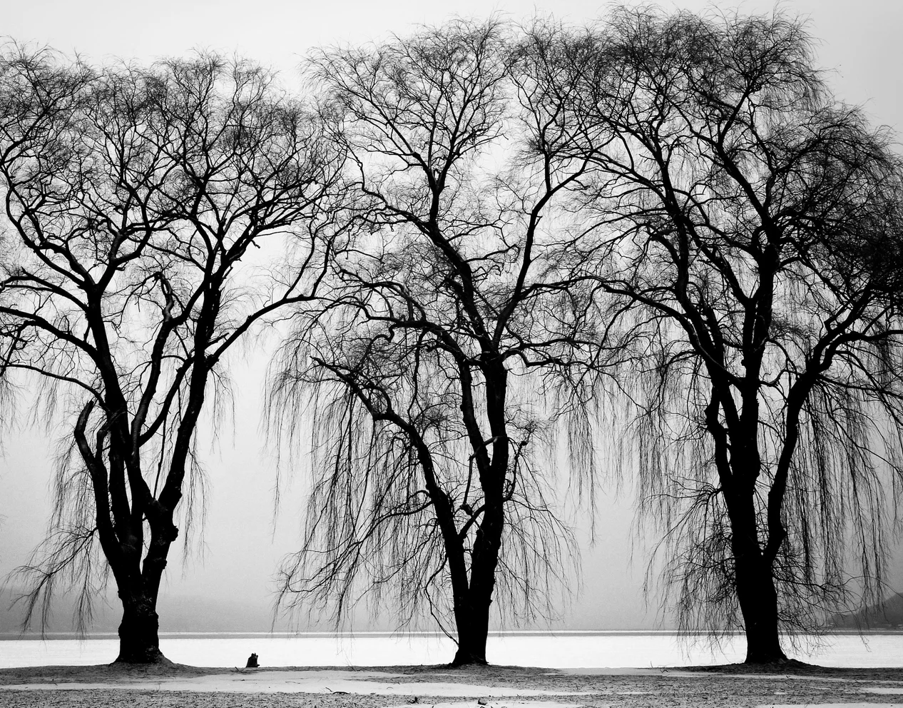 Custom size wallpaper photo Black and white tree elk forest background mural Home decor tree crown hanging painting 3d wallpaper