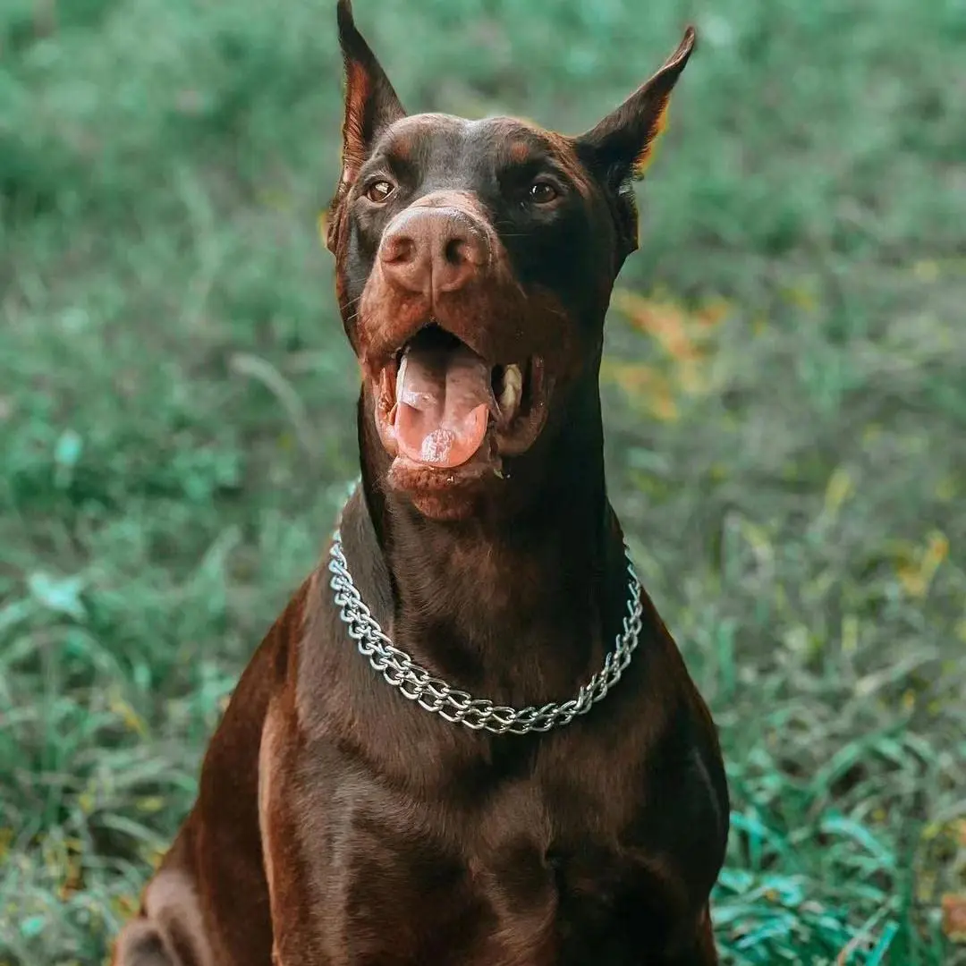 Collare a catena per cani in oro a doppia fila in acciaio inossidabile a prova di masticazione 18K collari per catene per animali domestici per cani