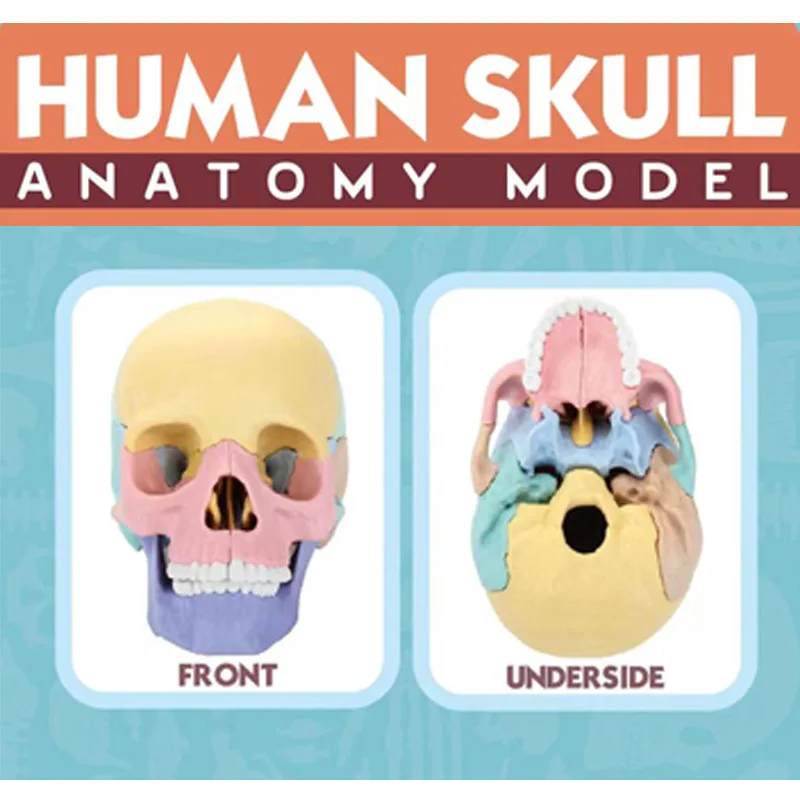 17 Parts 4D Anatomy Moodel Life-sized Colored Human Anatomy Head Skull Toy Assembly Oral Teaching Medical Skeleton Model