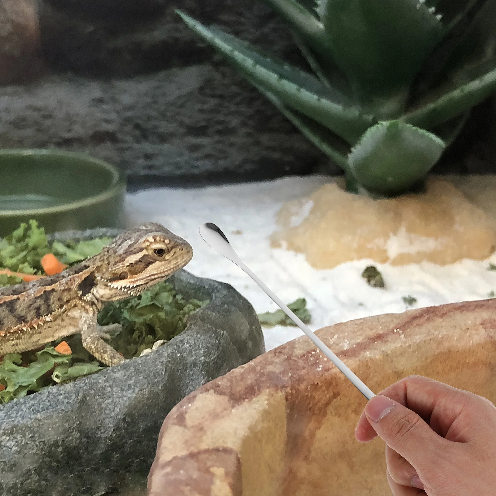 

5Pcs Reptile Food Spoons Long Handle Lightweight Feeding Tool for Lizard Small Animals Reusable Pet Food Scoop Portable Feeding