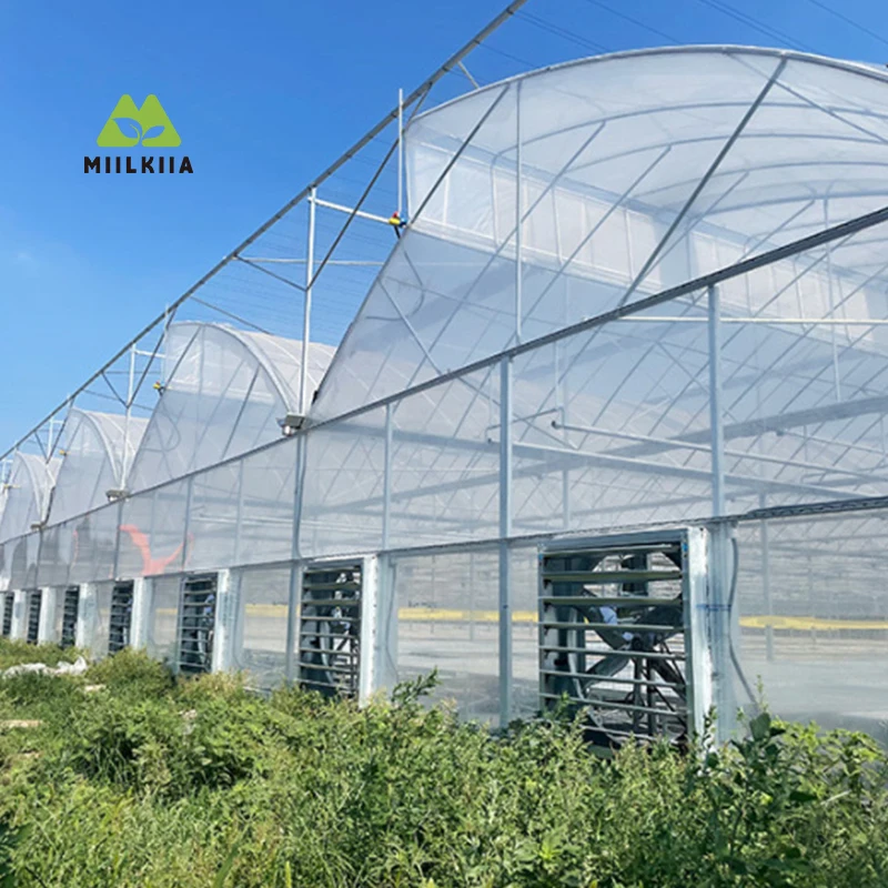 

Multi-Span Sawtooth Film Greenhouse – Superior Ventilation for Hot Climate Agriculture