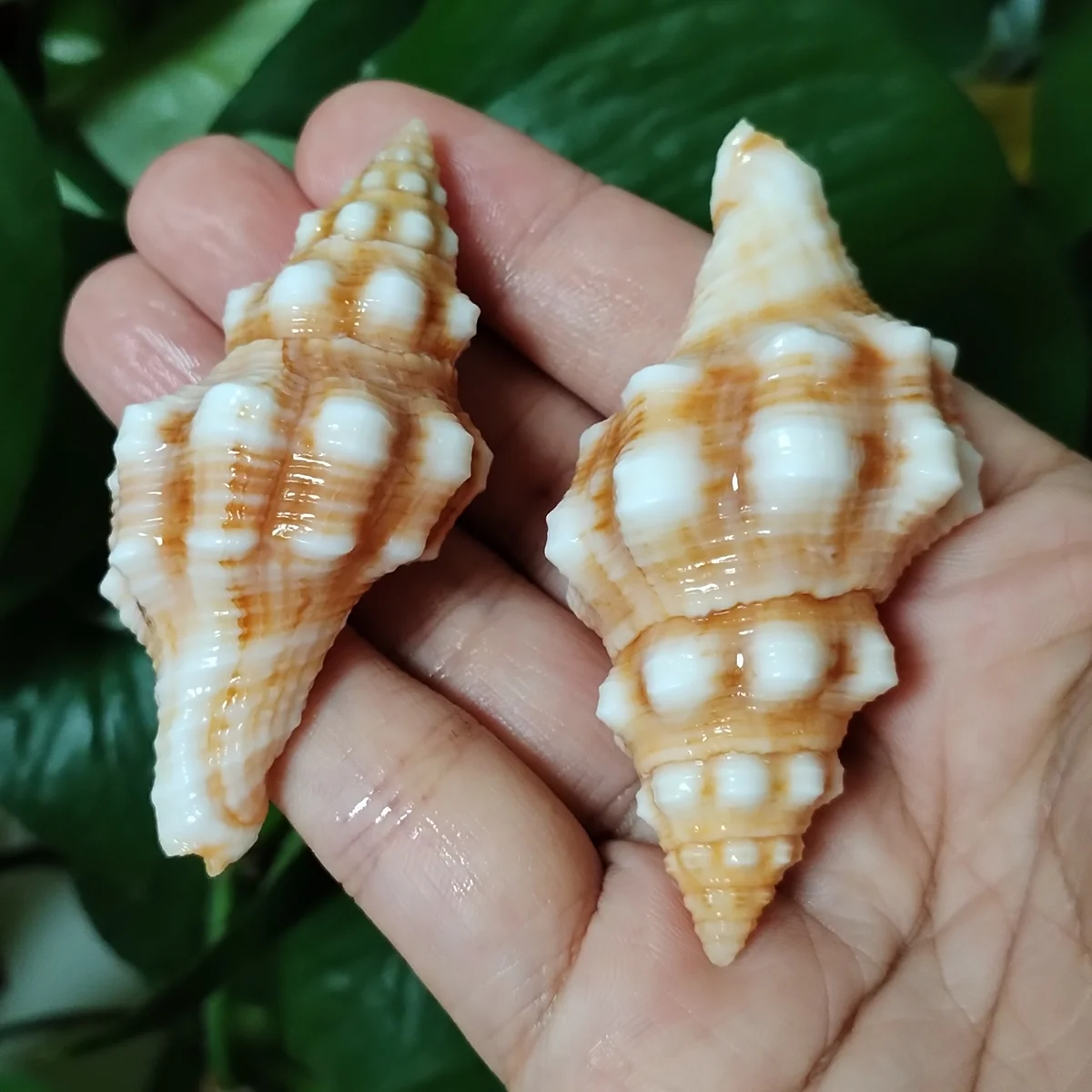 جامع المحار الدوار الملح الطبيعي ، أصداف الذهب ، حفلة موضوع الشاطئ ، حوض الأسماك ، ديكور الزفاف ، 2 التفاف