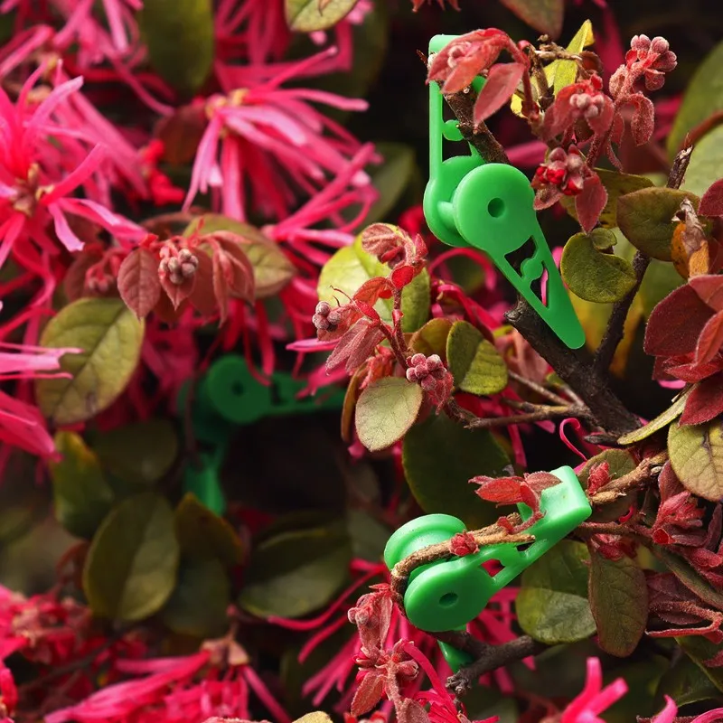 

ABKY-регулируемый триммер для стеблей растений-300 шт. 360-градусный гибочный станок для растений для садоводства-гиб зажим для гибки инструмента тренажер