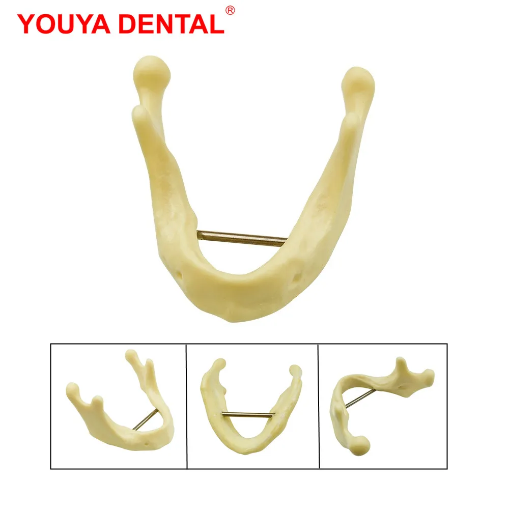 

1pcs Mandible Implant Practice Model Lower Jawbone Dental Model Teeth Teaching Model Dentist Students Training Examation Models