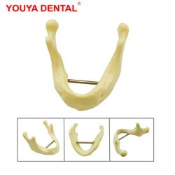 1pcs Mandible Implant Practice Model Lower Jawbone Dental Model Teeth Teaching Model Dentist Students Training Examation Models