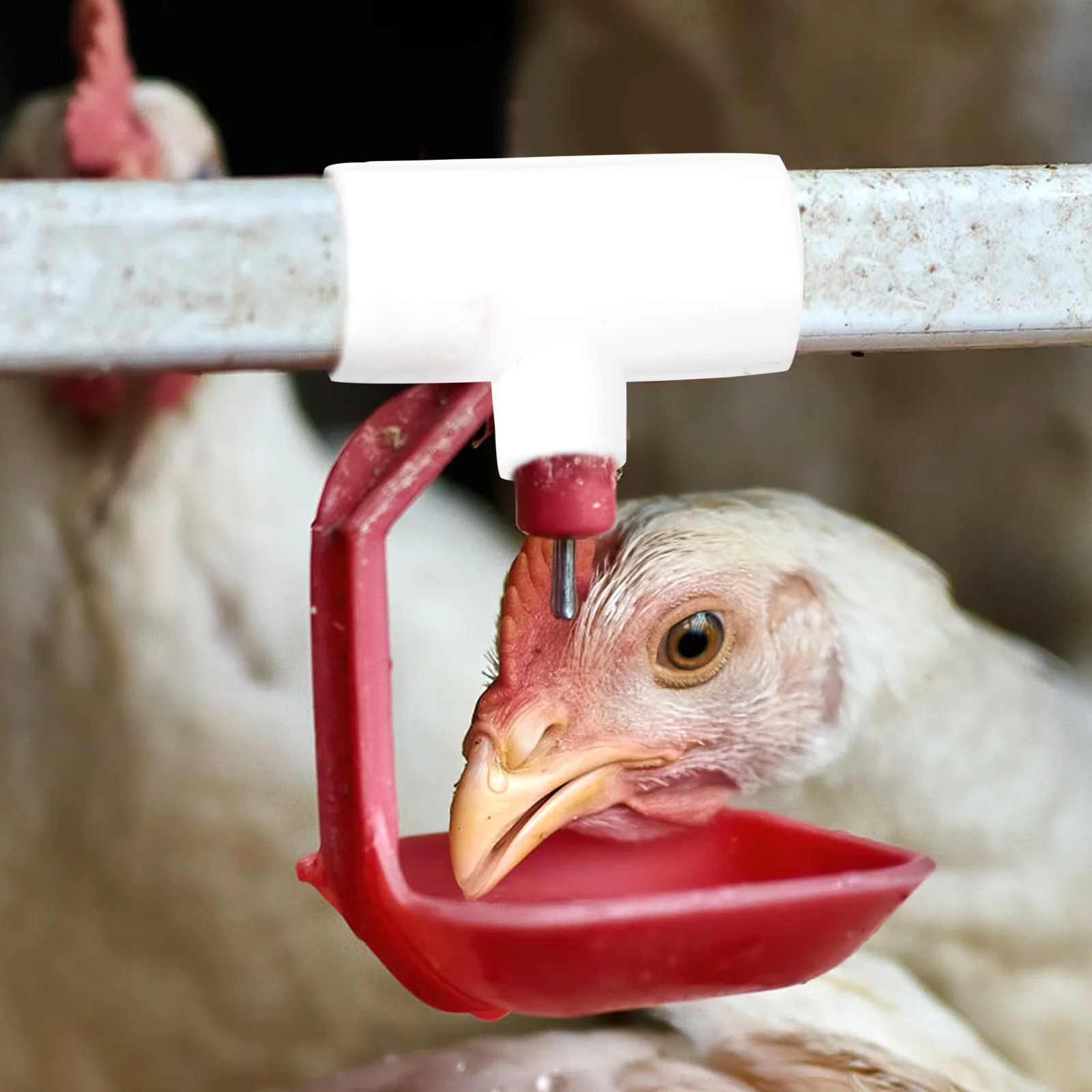 

20pcs Chicken Nipples Pipes Durable Plastic Chicken Water Cups Pipes Automatic Poultry System Livestock Accessories
