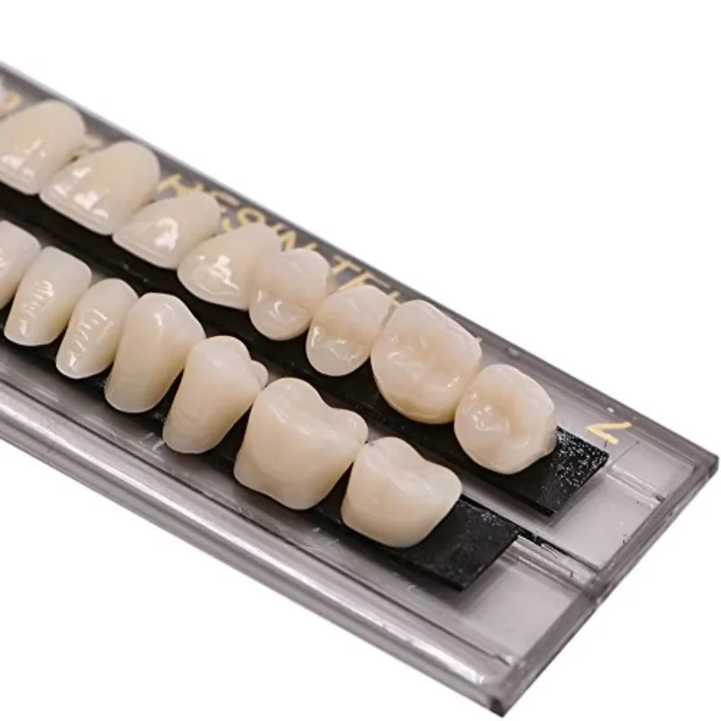 28teeth  Model Permanent Teeth Model Dental Material Resin Denture Teeth Dental Synthetic Resin Teeth Teeth Teaching