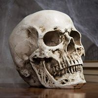 1PC Anatomical Medical Human Skull Replica Model 1:1 Life-size Skeleton Head Teeth DIY Decorations