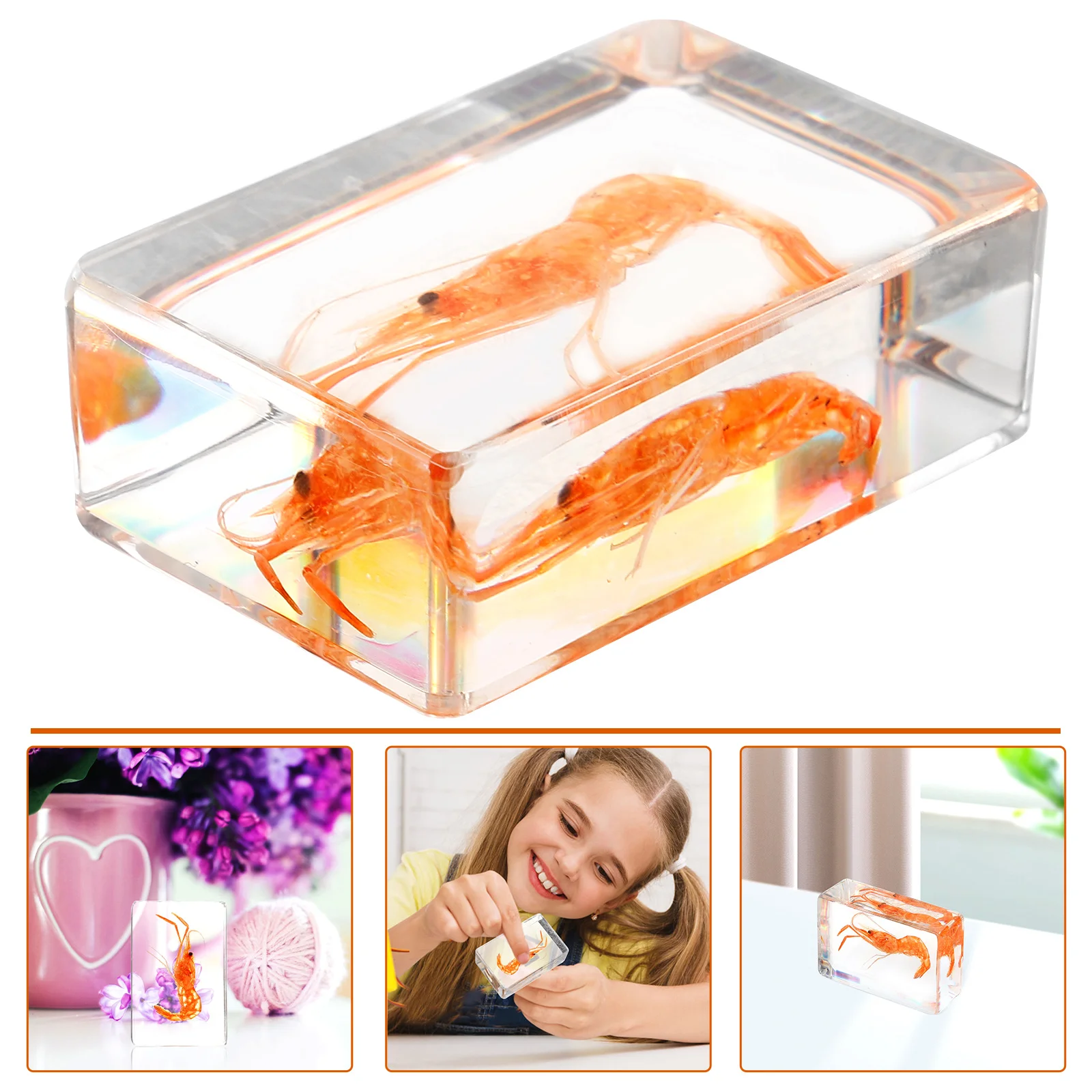 Insect Specimen Decorative Shrimp Collection Resin Crafts Decoration Artificial