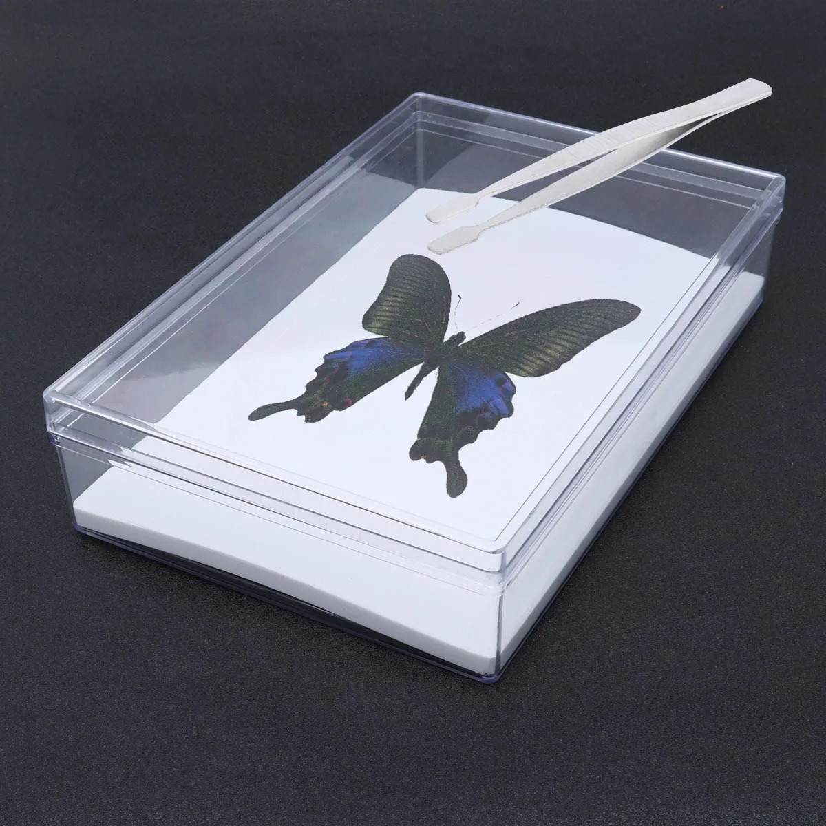 

1pc Stainless Steel Wide Tip Tweezers For Specimen Making Entomology Tool Specimen Wing Spreading Tweezers Lab