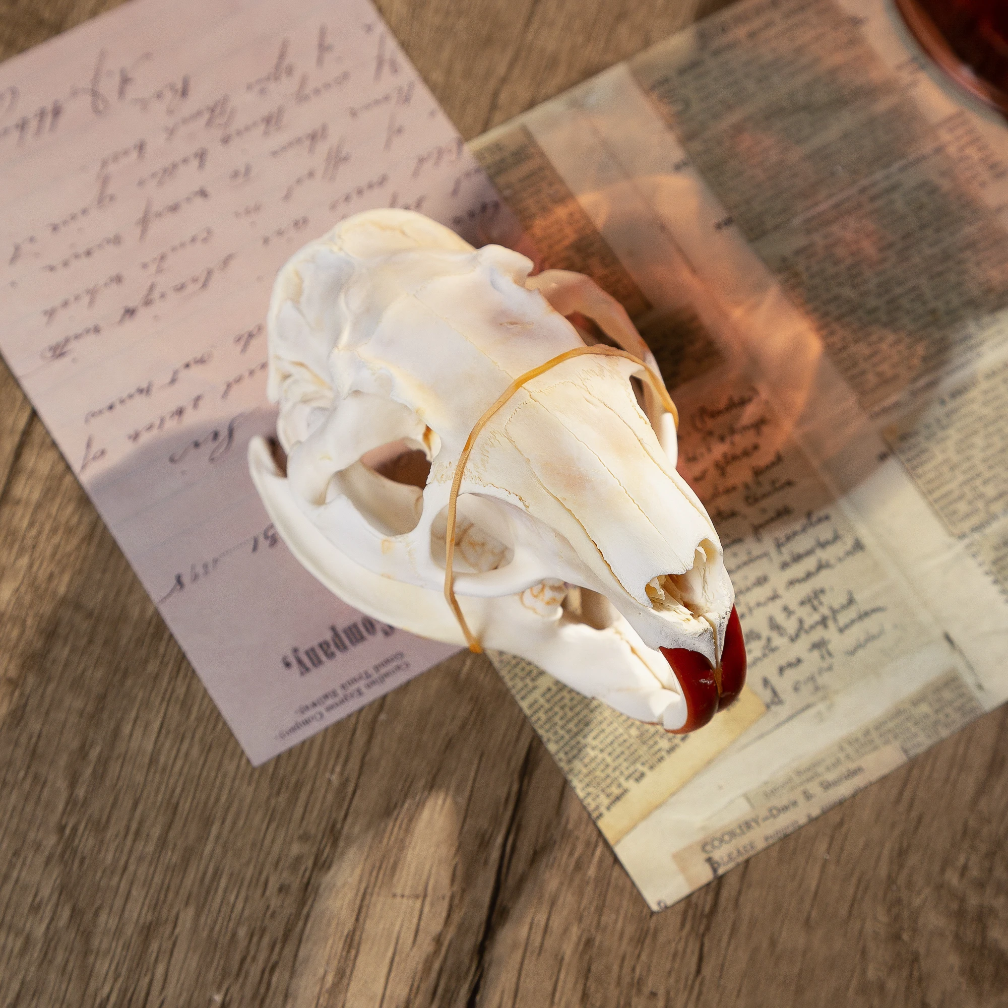 1/2/5/10 Real Skull Crafts coypou Skulls for DIY Decorative Collections Educational Taxidermy Teaching Model Display